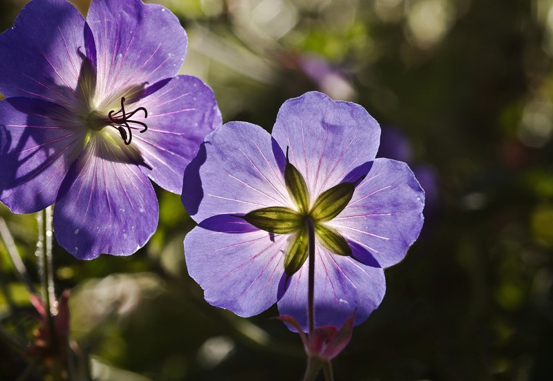 meadow cranesbill spring nature meadow cranesbill 4k
