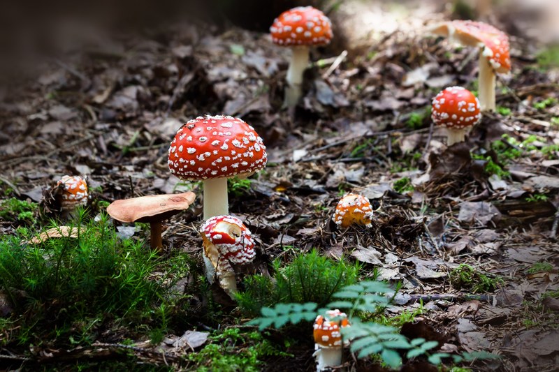 matryoshka amanita muscaria mushroom hat red 4k