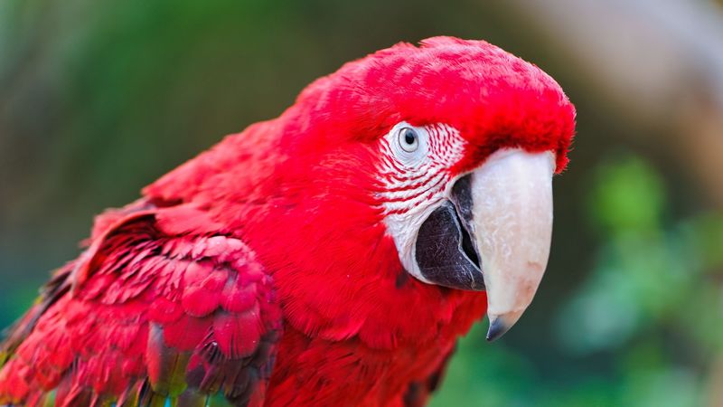 parrot, beak, color, red, 4k