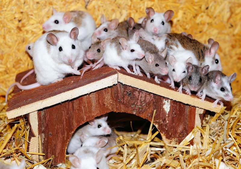 mastomys mice home wood roof curious sweet 4k