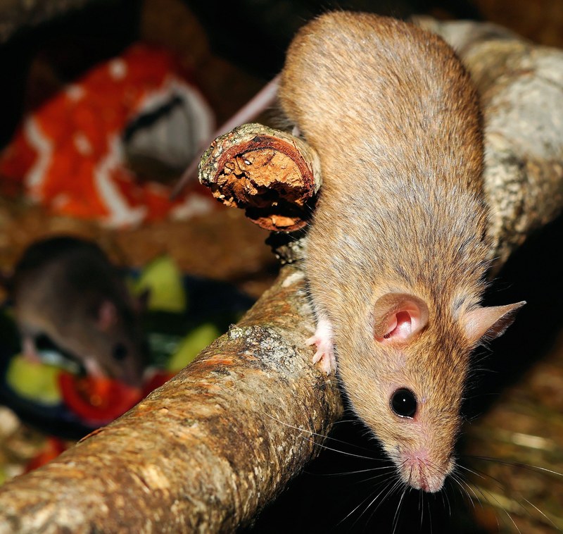 mastomys mice rodents climb branch fur close 4k