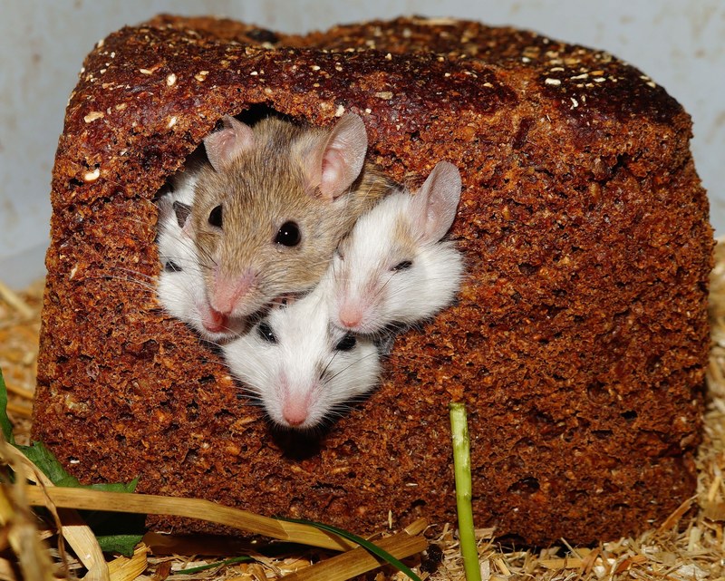 mastomys mice nager rodents pets africa savannah 4k