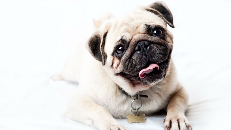 pug, face, happy, look, puppy, 4k