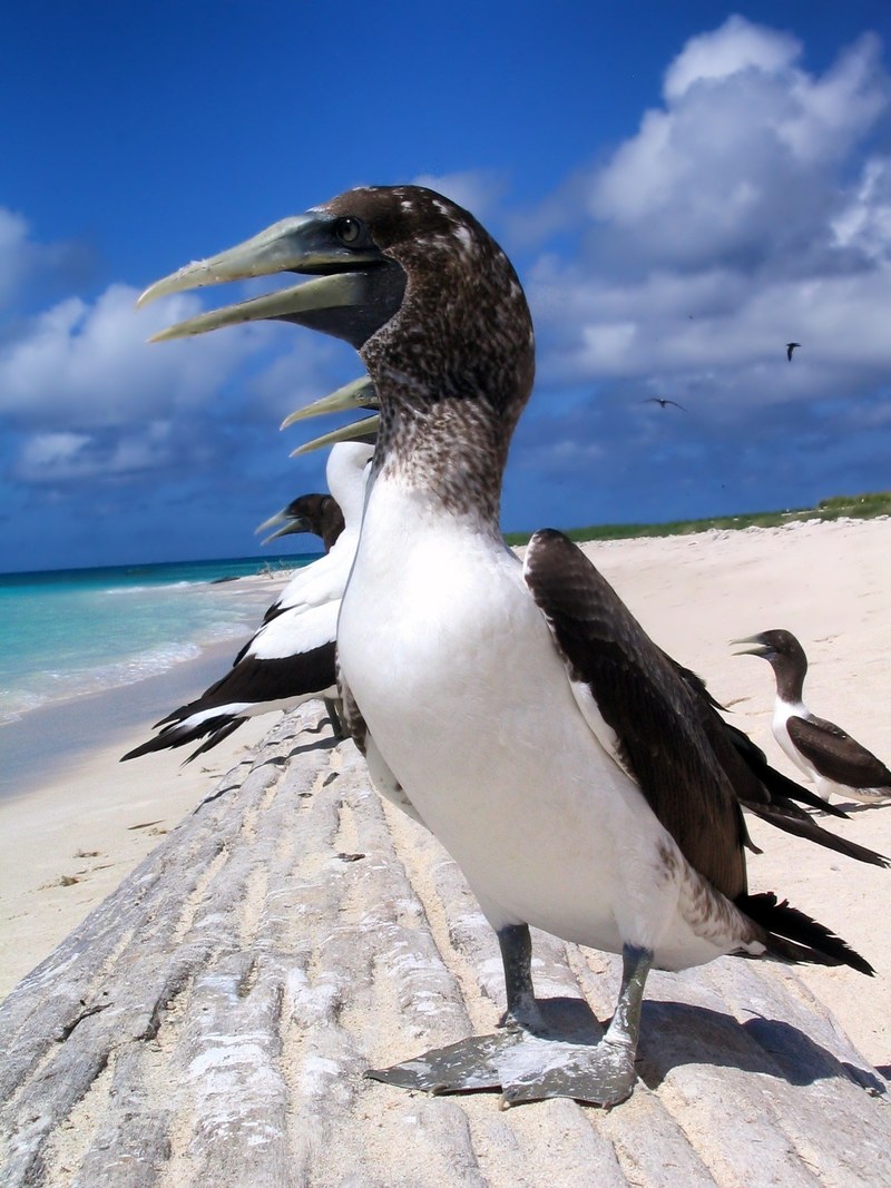 masked booby bird birds beach sea ocean water 4k