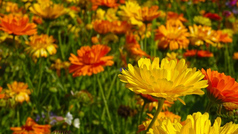 marigold flowers blütenmeer flower meadow 4k
