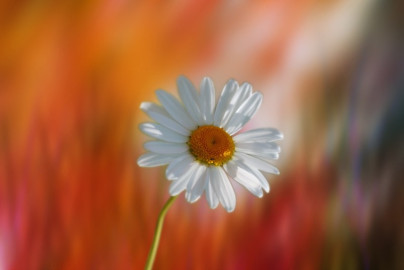 marguerite flower plant garden yellow orange 4k