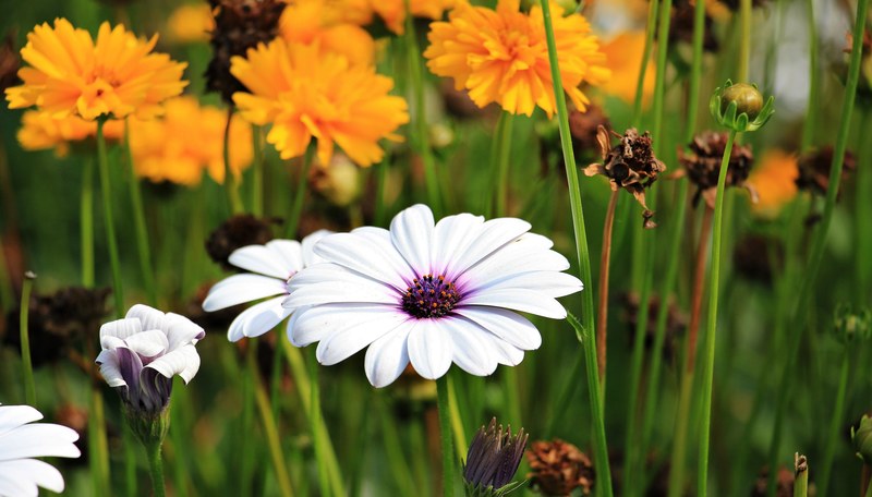 marguerite flower plant blossom bloom bloom flora 4k