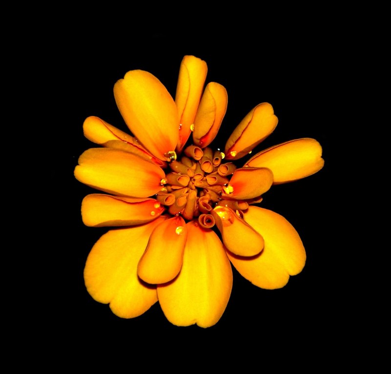 marigold flowers orange yellow blossom floral 4k