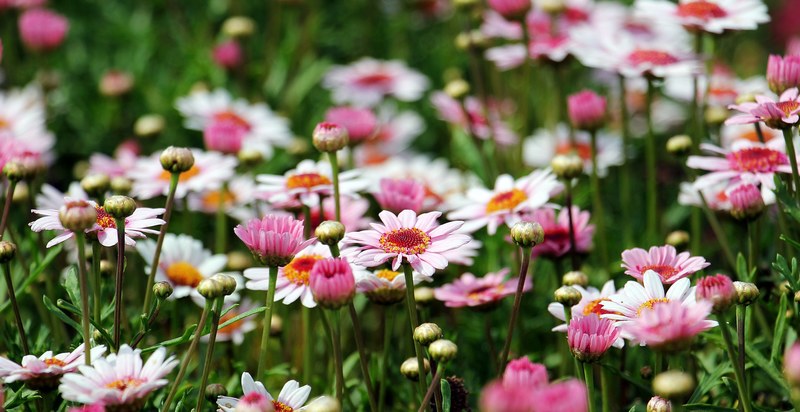 marguerite tree daisy flower 4k