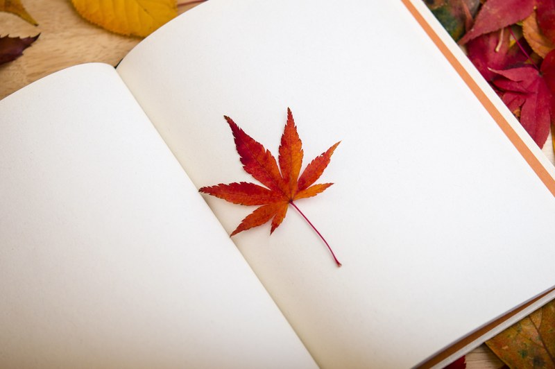 maple leaf book reading dear diary bookcase 4k