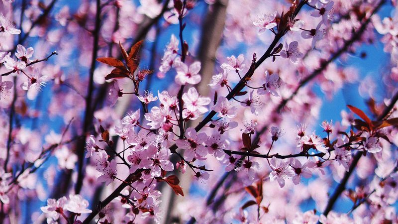 flower, spring, bloom, petals, branches, 4k