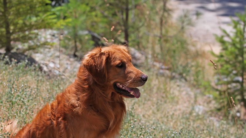 dogs, grass, waiting, sitting, 4k