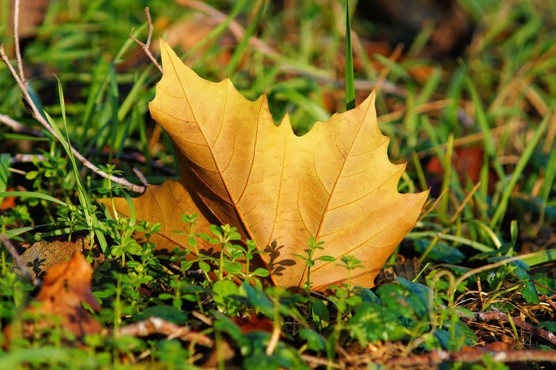 maple leaf autumn leaves nature transition close 4k