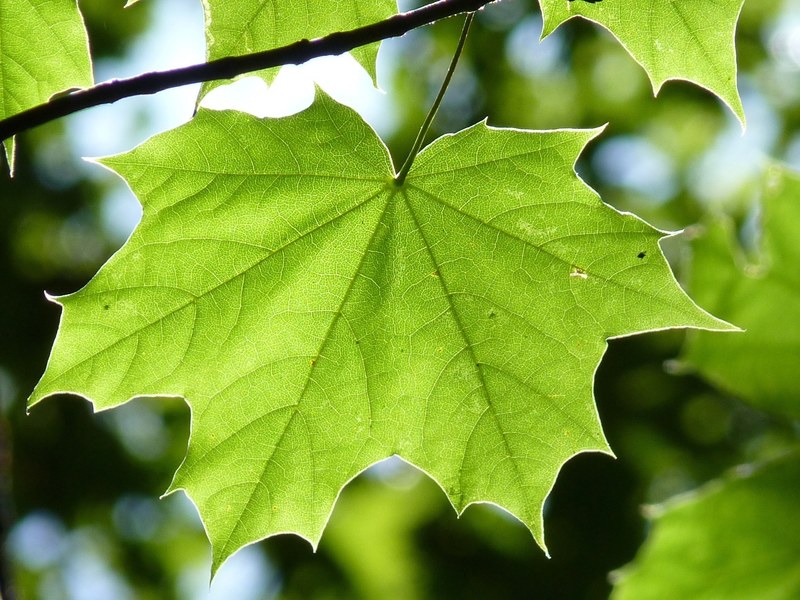 maple leaf green maple leaf tree forest nature 4k