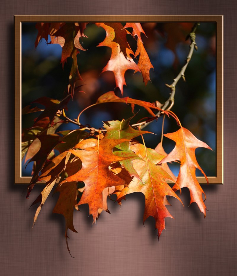 maple leaves maple leaves branch frame 3d image 4k
