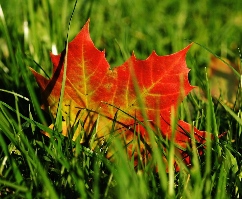 maple maple leaf autumn leaf leaves nature 4k