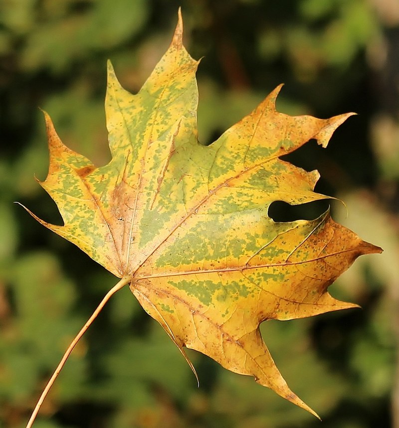 maple leaf leaf autumn fall color forest leaves 4k