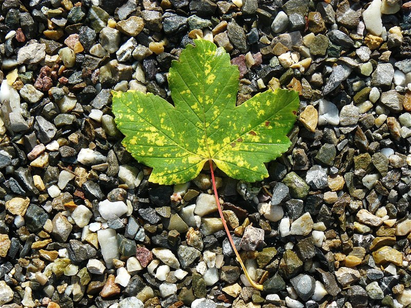 maple leaf maple nature stones leaves autumn leaf 4k