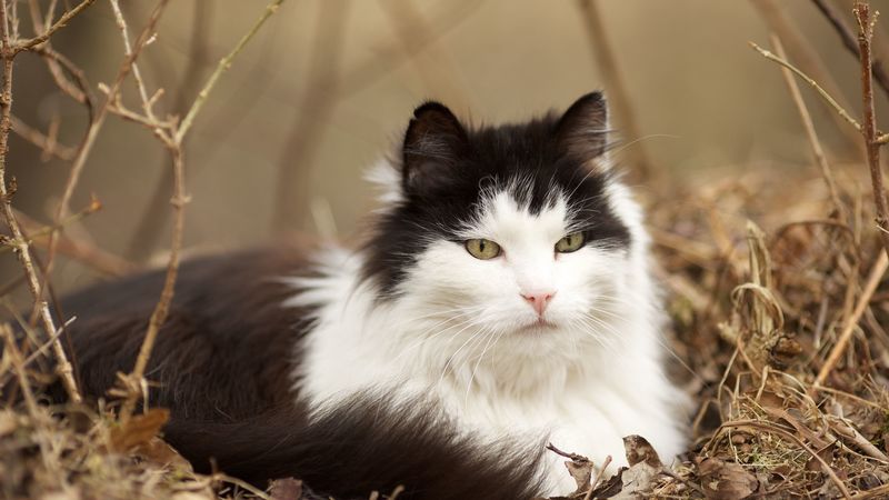 cat, grass, leaves, lie, fluffy, 4k