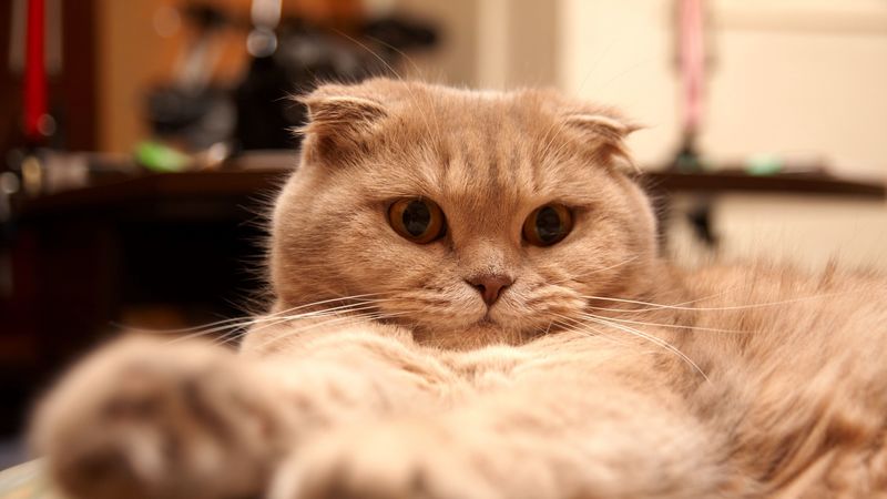 cat, fat, fluffy, lie, 4k