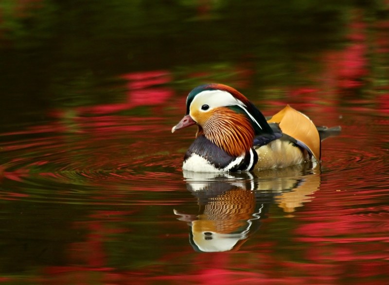mandarin duck isabella plantation water azalea 4k