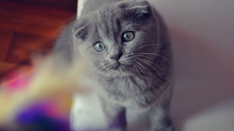 cat, flap-eared, face, eyes, briton, 4k