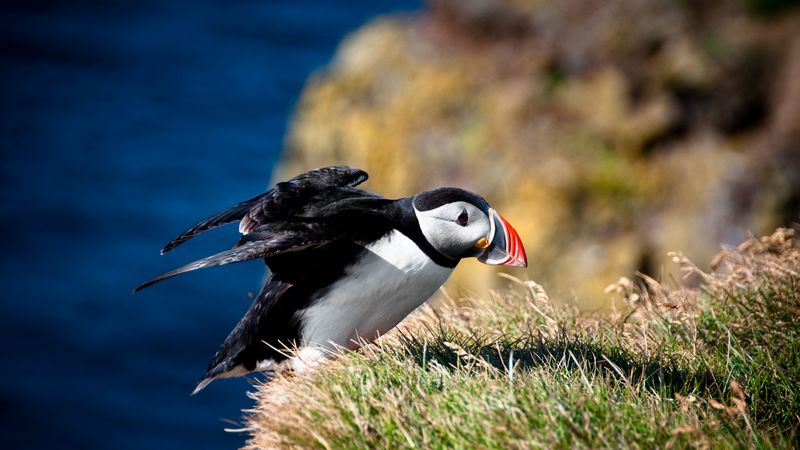 impasse, bird, grass, take off, 4k