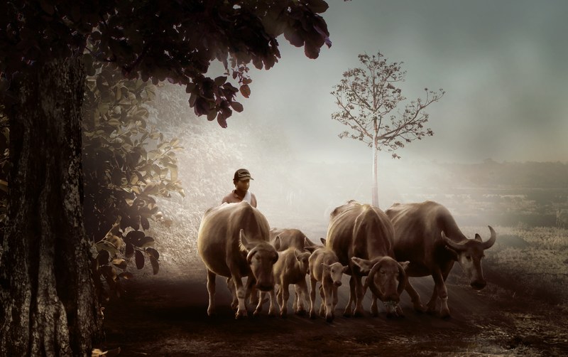 man village shepherd buffalo nature foggy 4k