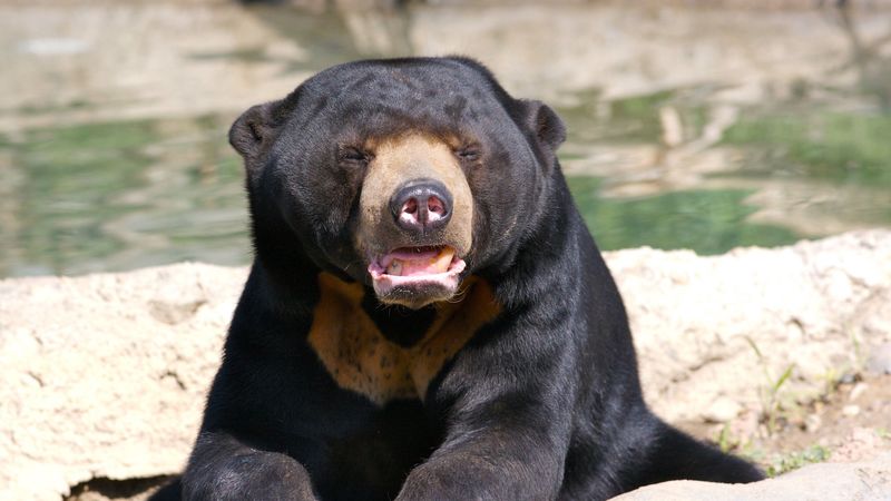 bear, face, eyes, lie, 4k