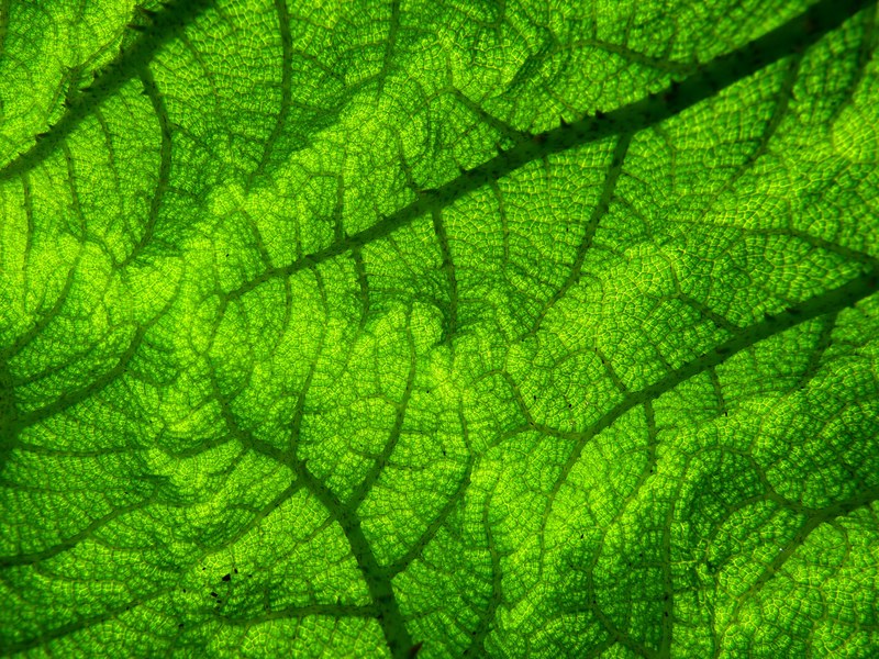 mammoth sheet gunnera manicata giant rhubarb 4k