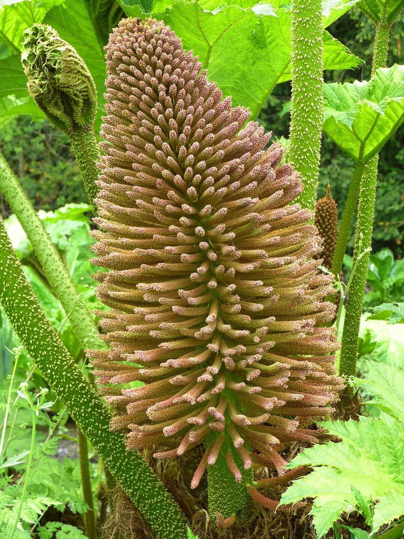 mammoth sheet gunnera manicata blossom bloom 4k