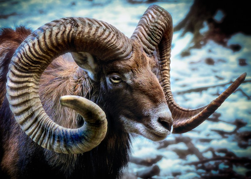 mammal nature animal world animal mouflon 4k