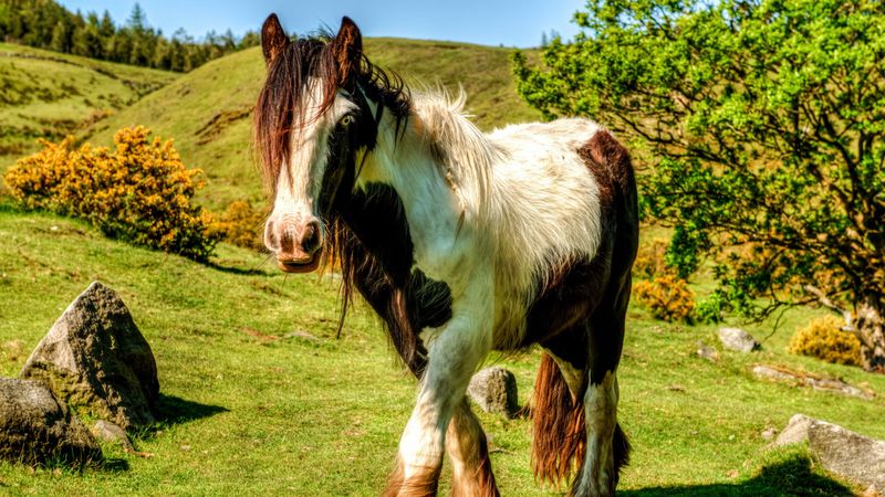 horse, grass, beautiful, nature, 4k