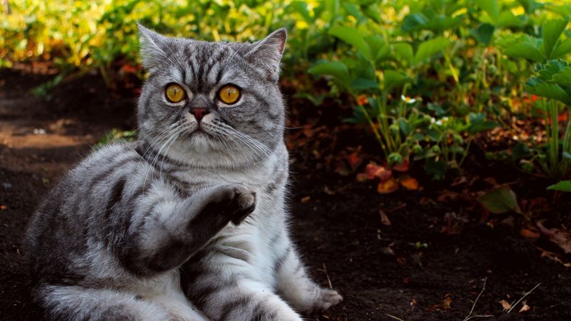 cat, grass, lying, fear, 4k