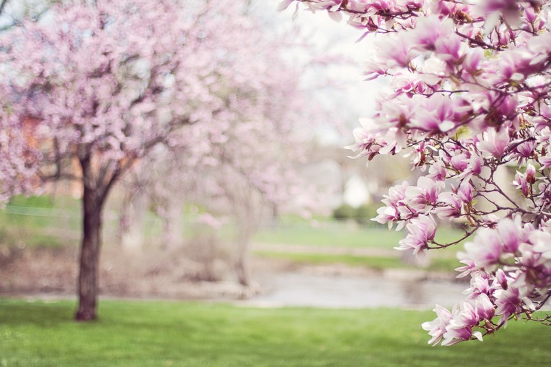 magnolia trees springtime blossoms spring 4k
