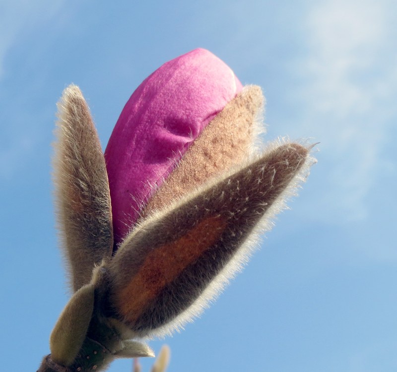 magnolia bud spring pink blossom tree flower 4k