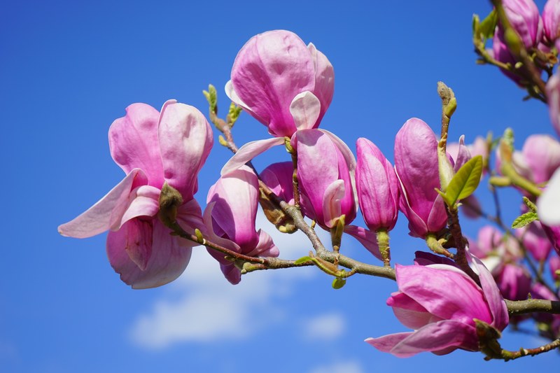 magnolia magnolia blossom blossom bloom purple 4k