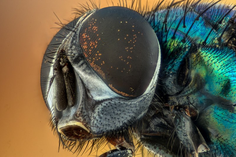 macro insect green eyes nature fly yellow hairy 4k