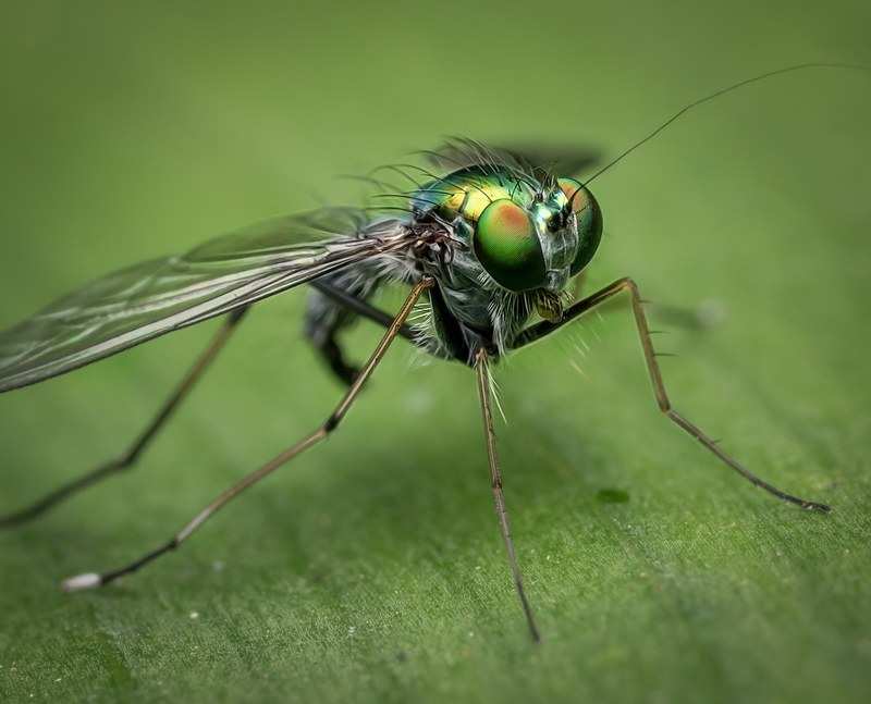 macro fly nature insect bug green colour detail 4k