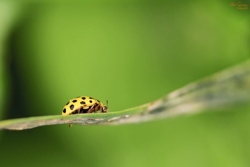 macro ladybug bug yellow nature close up 4k