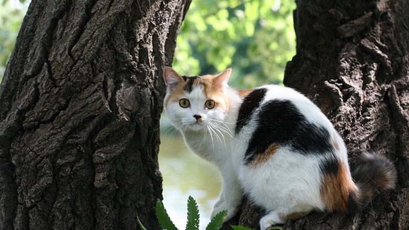 cat, tree, bark, lie, danger, 4k