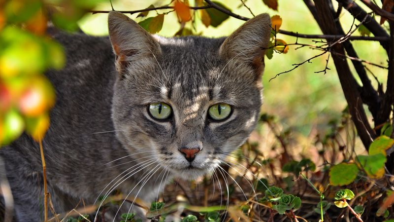 cat, face, grass, climb, 4k