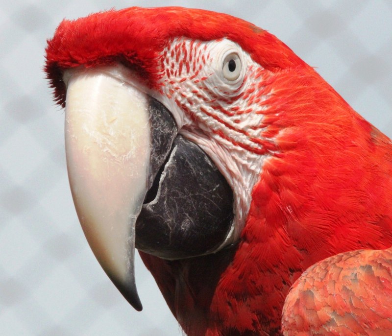 macaw red parrot bird colorful bright face head 4k