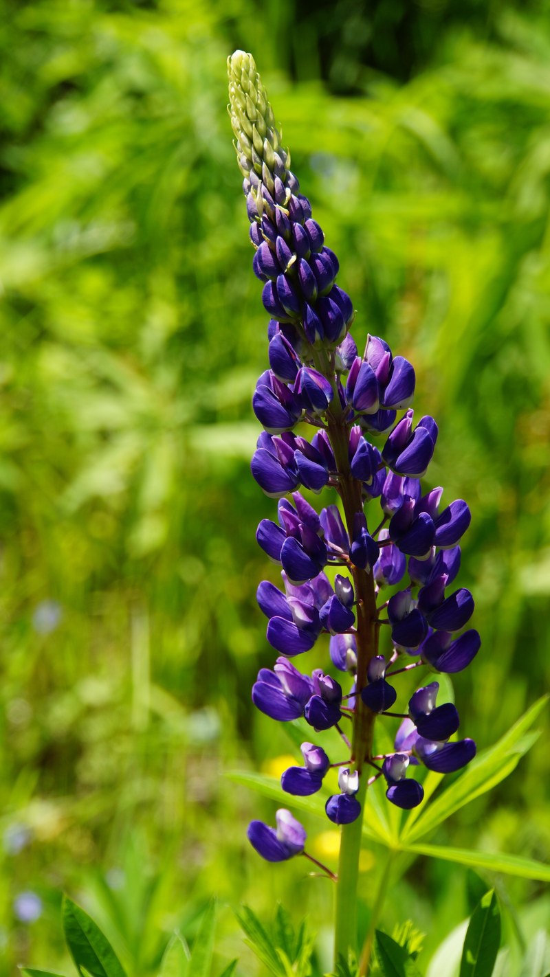lupine flower lilac flower ornamental plants feral 4k