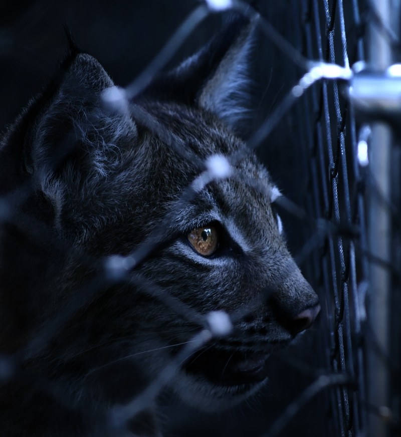 lynx caught imprisoned fence view eye night dark 4k