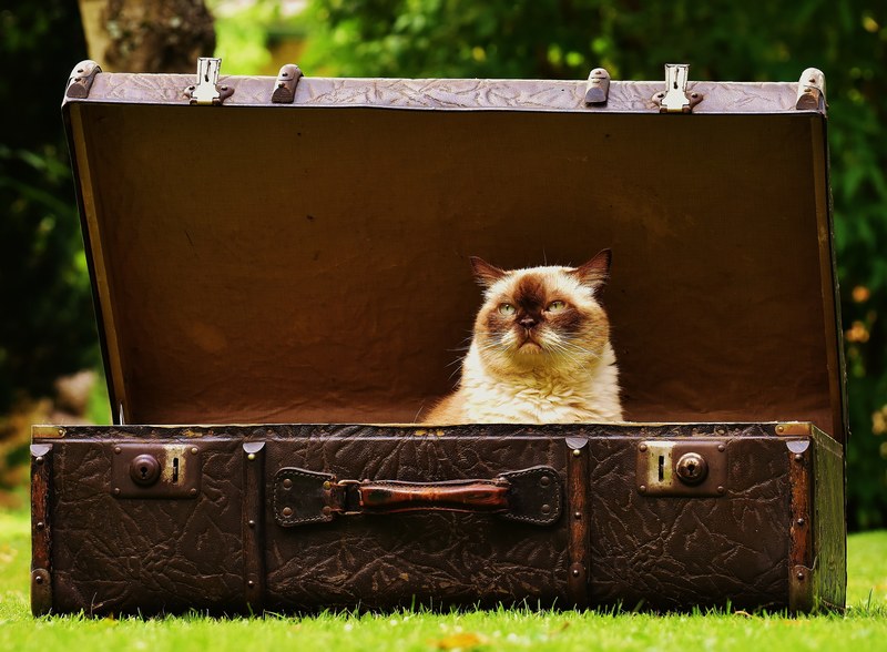 luggage antique cat british shorthair funny 4k
