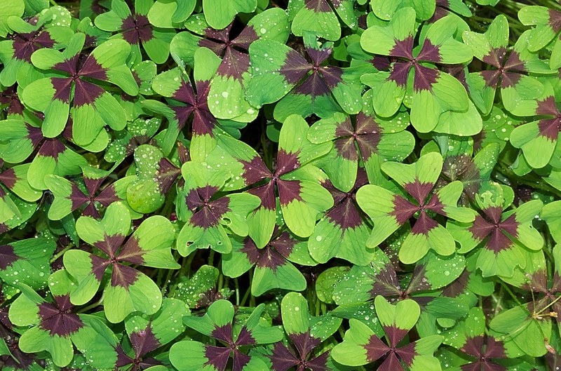 luck klee lucky clover vierblättrig macro nature 4k