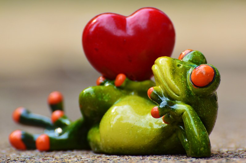 love valentines day pose heart funny frog animal 4k