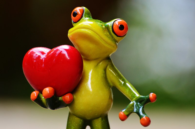 love valentines day pose heart funny frog animal 4k