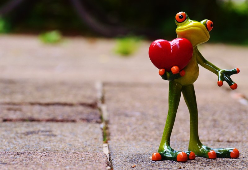 love valentines day pose heart funny frog animal 4k